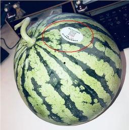 网红吃瓜制品,揭秘网络红人美食新宠 第2张 网红吃瓜制品,揭秘网络红人美食新宠 第2张